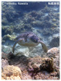 海亀が此方へ泳いで来た・ミニ写真