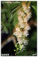 夜に咲くサガリバナの花ミニ写真