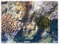 珊瑚と海中植物ミニ写真