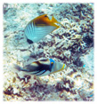 ムラサメモンガラと棘蝶々魚ミニ写真