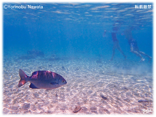 『遊泳制限区域内・海の中』転載厳禁・プロ写真家縄田頼信 遊泳制限区域内・海の中/写真転載厳禁・プロ写真家なわたよりのぶ