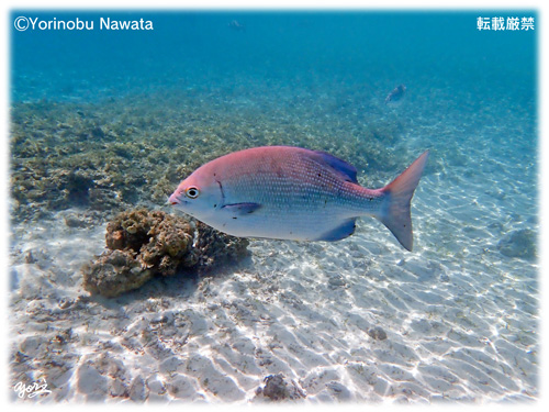 『遊泳制限区域内のスズメダイ』転載厳禁・プロ写真家縄田頼信 遊泳制限区域内のスズメダイ/写真転載厳禁・プロ写真家なわたよりのぶ