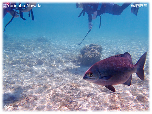 『水中撮影風景』転載厳禁・プロ写真家縄田頼信 水中撮影風景/写真転載厳禁・プロ写真家なわたよりのぶ