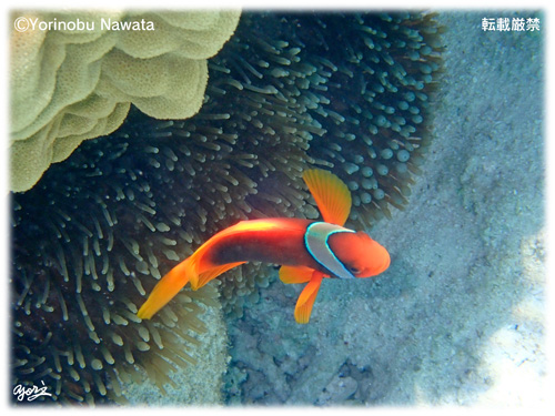 『ハマクマノミ』転載厳禁・プロ写真家縄田頼信 ハマクマノミ/写真転載厳禁・プロ写真家なわたよりのぶ