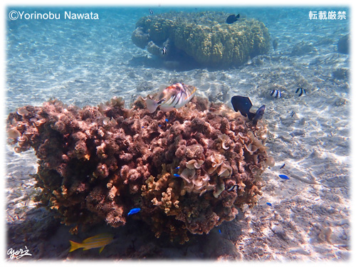 『ムラサメモンガラの縄張』転載厳禁・プロ写真家縄田頼信 ムラサメモンガラの縄張/写真転載厳禁・プロ写真家なわたよりのぶ