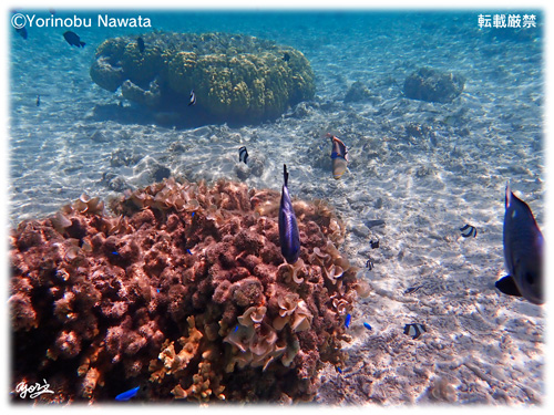 『ナガンヌ島遊泳制限内の珊瑚』転載厳禁・プロ写真家縄田頼信 ナガンヌ島遊泳制限内の珊瑚/写真転載厳禁・プロ写真家なわたよりのぶ