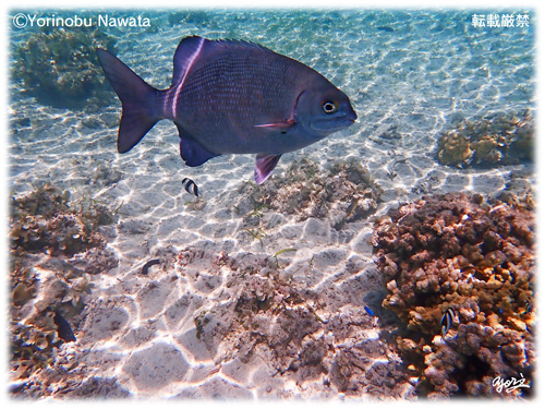 『スズメダイ』転載厳禁・プロ写真家縄田頼信 スズメダイ/写真転載厳禁・プロ写真家なわたよりのぶ