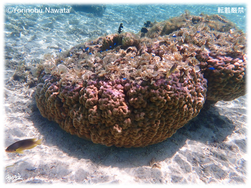 『ナガンヌ島遊泳制限区域内のサンゴ』転載厳禁・プロ写真家縄田頼信 ナガンヌ島遊泳制限区域内のサンゴ/写真転載厳禁・プロ写真家なわたよりのぶ