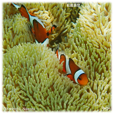 『カクレクマノミ』転載厳禁・プロ写真家縄田頼信 カクレクマノミ/写真転載厳禁・プロ写真家なわたよりのぶ