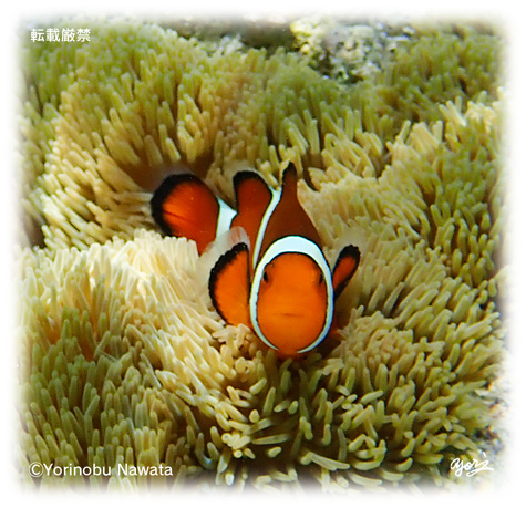 『隠れクマノミ・シングル』転載厳禁・プロ写真家縄田頼信 隠れクマノミ・シングル/写真転載厳禁・プロ写真家なわたよりのぶ