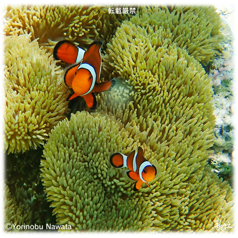 『カクレクマノミW』転載厳禁・プロ写真家縄田頼信 カクレクマノミW/写真転載厳禁・プロ写真家なわたよりのぶ