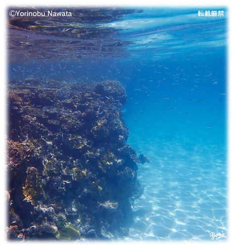 ナガンヌ海の中／写真転載厳禁・プロ写真家なわたよりのぶ