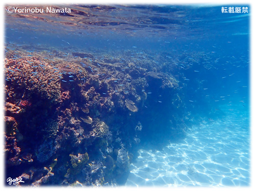 『ナガンヌ島海の中』転載厳禁・プロ写真家縄田頼信 ナガンヌ島海の中/写真転載厳禁・プロ写真家なわたよりのぶ