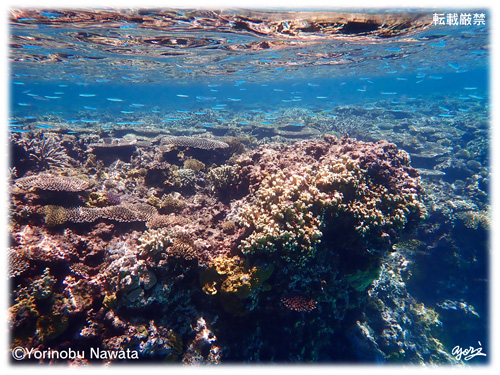 『ナガンヌの珊瑚礁』転載厳禁・プロ写真家縄田頼信 ナガンヌの珊瑚礁/写真転載厳禁・プロ写真家なわたよりのぶ