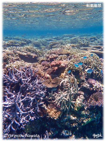 『ナガンヌ島のサンゴ礁』転載厳禁・プロ写真家縄田頼信 ナガンヌ島のサンゴ礁/写真転載厳禁・プロ写真家なわたよりのぶ