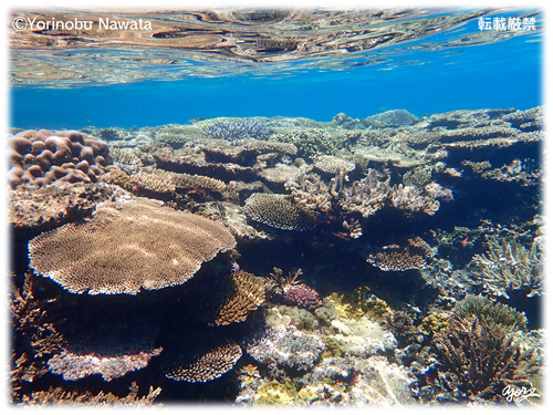 『透明度の高いナガンヌ島海中』転載厳禁・プロ写真家縄田頼信 透明度の高いナガンヌ島海中/写真転載厳禁・プロ写真家なわたよりのぶ