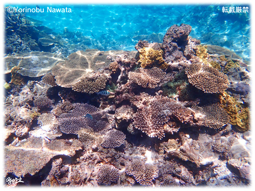 『慶良間ブルーとサンゴ礁』転載厳禁・プロ写真家縄田頼信 慶良間ブルーとサンゴ礁/写真転載厳禁・プロ写真家なわたよりのぶ