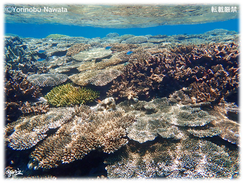 『ナガンヌ珊瑚の森』転載厳禁・プロ写真家縄田頼信 ナガンヌ珊瑚の森/写真転載厳禁・プロ写真家なわたよりのぶ