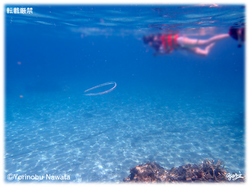 『バブルリングと慶良間ブルー』転載厳禁・プロ写真家縄田頼信 バブルリングと慶良間ブルー/写真転載厳禁・プロ写真家なわたよりのぶ