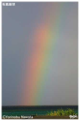 「ナガンヌ島の海虹」見本写真/転載厳禁・プロ写真家縄田頼信 「ナガンヌ島の海虹」見本写真・転載厳禁・プロ写真家なわたよりのぶ