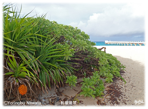「アダンの実と桟橋」見本写真/転載厳禁・プロ写真家縄田頼信 「アダンの実と桟橋」見本写真・転載厳禁・プロ写真家なわたよりのぶ