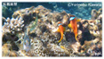 中の島ビーチの魚達ミニ写真