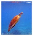 コバンザメ連れの海亀ミニ写真
