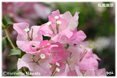 ブーゲンビレアの花ミニ写真
