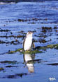 ブルーペンギン写真ミニ