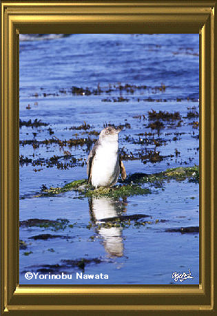 ニュージーランドの野生ブルーペンギン写真 縄田頼信写真家事務所 ニュージーランドの野生ブルーペンギン写真 縄田頼信写真家事務所