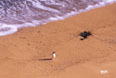 ペンギン陸上がり写真２ミニ