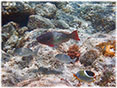 海軍棒プールの魚たちミニ写真