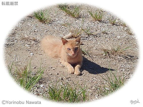 「大神島の猫」見本写真・転載厳禁・プロ写真家なわたよりのぶ