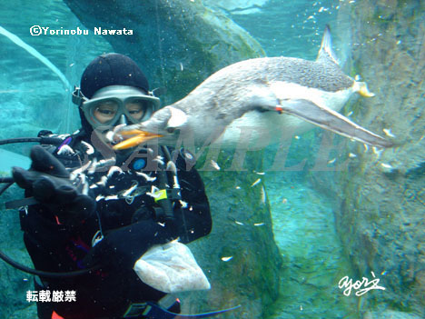 旭山動物園もぐもぐタイム／オリジナル写真転載厳禁・プロ写真家なわたよりのぶ
