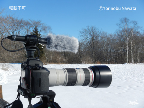 ショットガンマイクロホン使用風景／転載不可・プロ写真家なわたよりのぶ